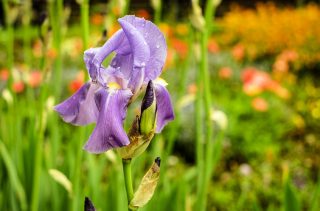 iris-photo-couleur